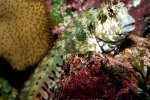 Salarias fasciatus - 